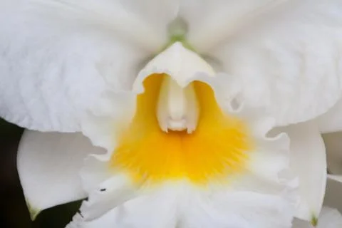 Dendrobium orchid Stock Photos