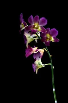 Dendrobium orchid Stock Photos