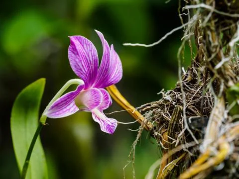 Dendrobium Orchid Foto stock