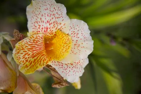 Dendrobium orchid Stock Photos