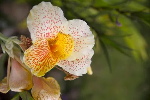 Dendrobium orchid 库存照片