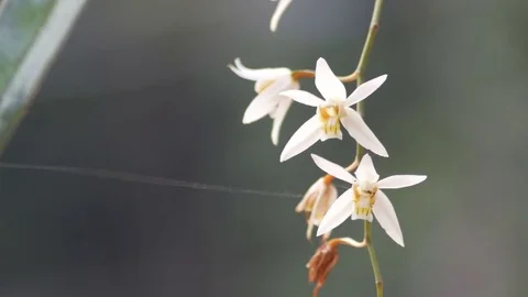 Dendrobium orchid shaking with wind Stock Footage 74625093