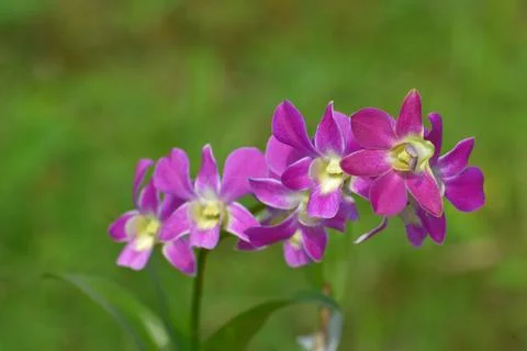 Dendrobium orchids 스톡 사진