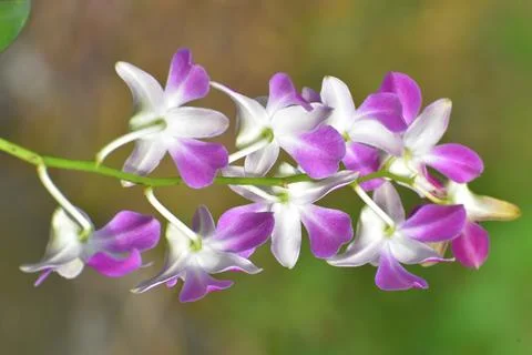 Dendrobium orchids 스톡 사진