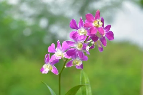 Dendrobium orchids 스톡 사진