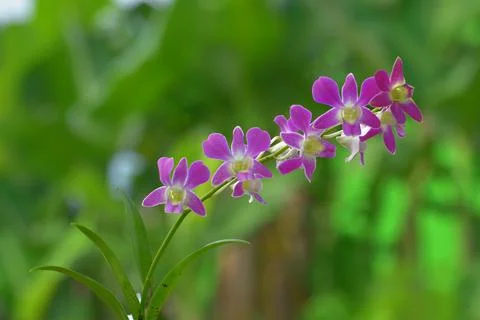 Dendrobium orchids 스톡 사진