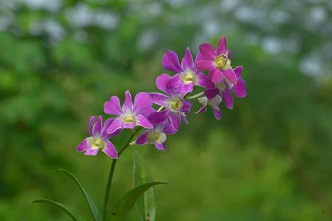 Dendrobium orchids Stock Photos