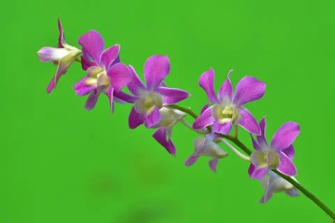 Dendrobium orchids 스톡 사진