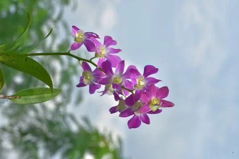 Dendrobium orchids 스톡 사진