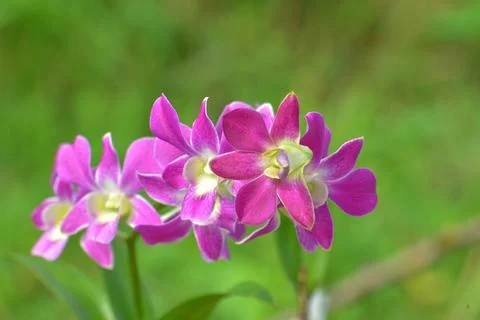 Dendrobium orchids 스톡 사진