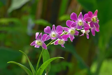 Dendrobium orchids 스톡 사진