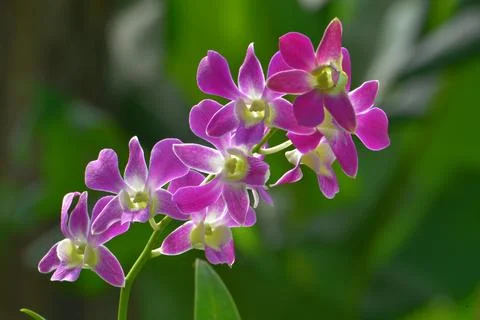 Dendrobium orchids 스톡 사진
