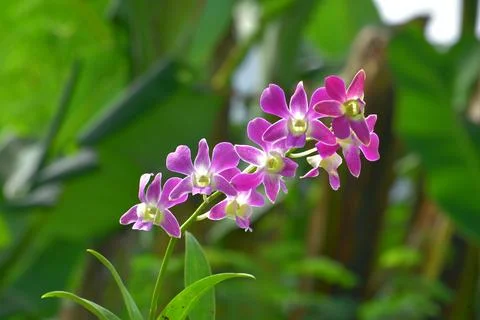 Dendrobium orchids Stock Photos