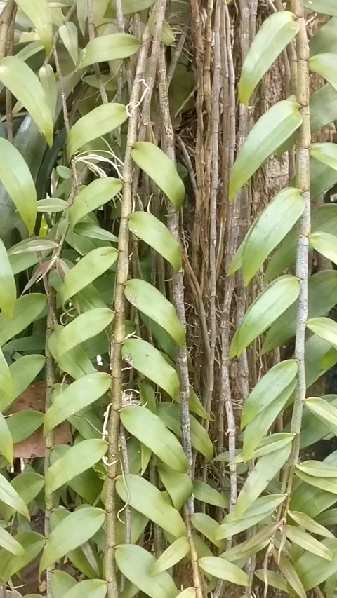 Dendrobium orchids, such as Dendrobium aphyllum, Stock Footage 325570520