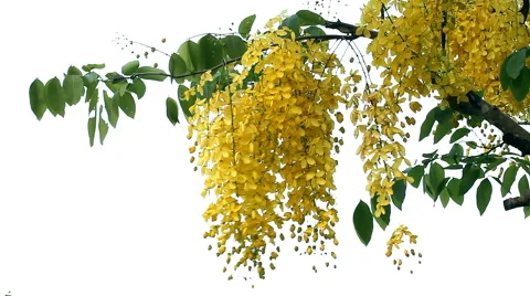 Dendrobium parishii Video stock 40216892