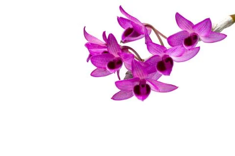 Dendrobium parishii Stock Photos