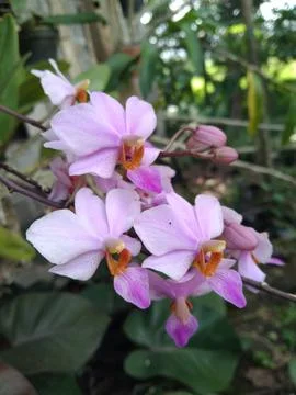 Dendrobium phalaenopsis Stock Photos