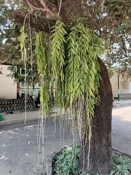 Dendrobium Stock Photos