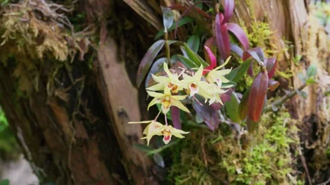Dendrobium in pot Video stock 347486435