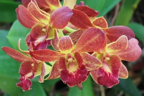 Dendrobium, red orchid Stock Photos