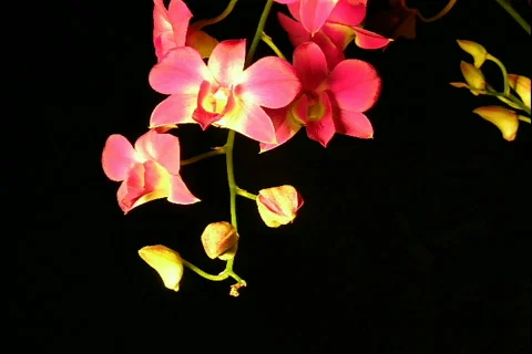 Dendrobium red2 Video stock 872495