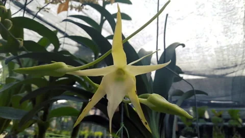 Dendrobium schulleri orchid flower Stock Footage 156725761
