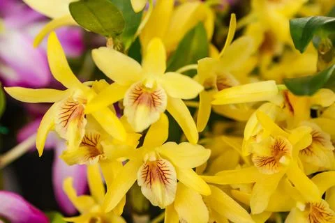 Dendrobium Stardust flower Stock Photos