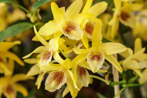 Dendrobium Stardust flower Stock Photos
