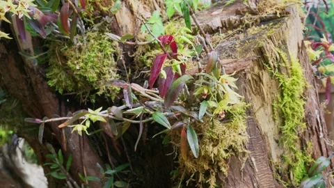 Dendrobium on trunk Video stock 347486416