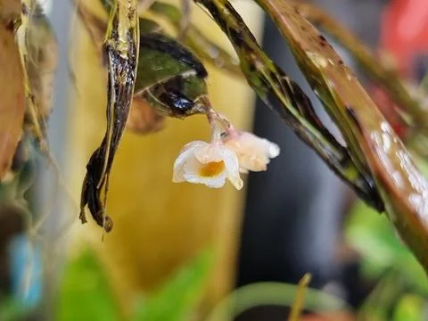 'Dendrobium' is a type of Wild orchid. Small white orchid flowers. The trun.. Stock Photos