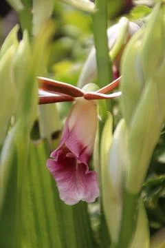 Dendrobium upside down with bright flowers Stock-Fotos