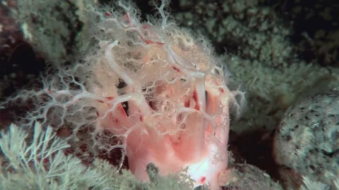 Dendrochirotids Filter Feeding in the Arctic Stock Footage 320796306