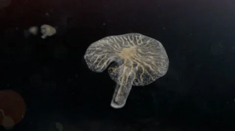 Dendrogramma enigmatica Still Stock Footage 51108857