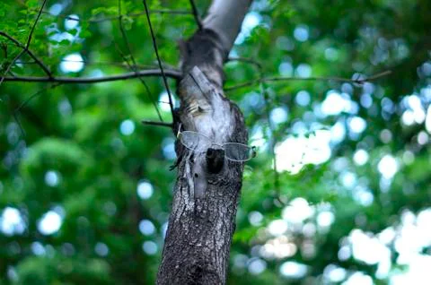 Dendroid. Groot.A tree with glasses, a tree with a face. Living tree. Stock Photos