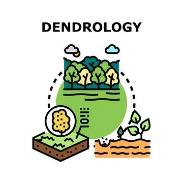 Dendrology study illustrating tree growth stages lifecycle Stock Illustration