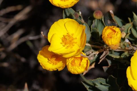 DENDROMECON RIGIDA BLOOM Foto stock