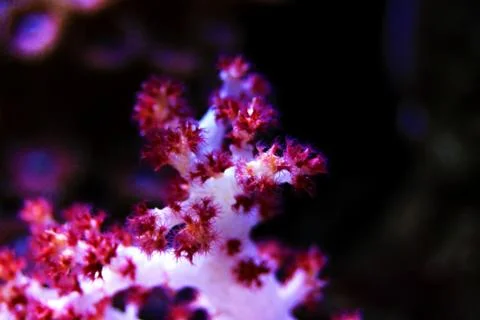 Dendronephthya sp. (Tree soft coral) 库存照片