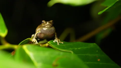 Dendropsophus melanargyreus Calling in Pond – Explosive Breeding, Stock Footage 313496473