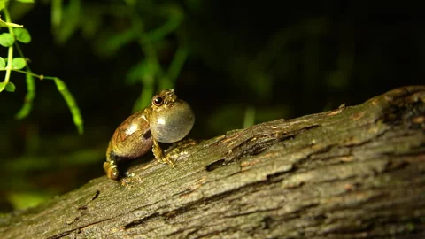 Dendropsophus melanargyreus Calling in Pond – Explosive Breeding, Stock Footage 313496513