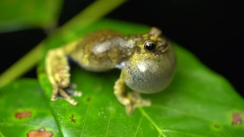 Dendropsophus melanargyreus Calling in Pond – Explosive Breeding, Stock Footage 313496696