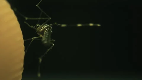 Dengue mosquito biting a persons skin in detail, detail of skin (Aedes aegypti Stock Footage 295580852