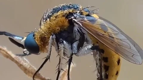 Dengue mosquito Stock Footage 289451238