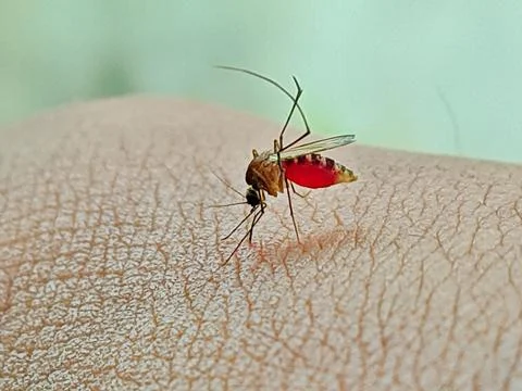 Dengue mosquito Stock Photos