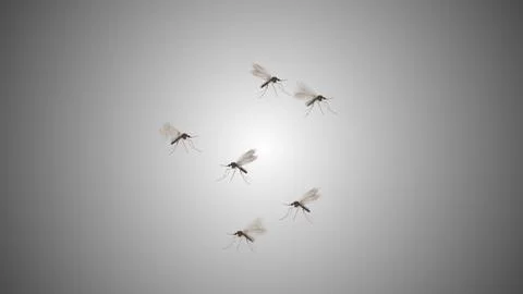 Dengue mosquitoes isolated flying on gradient background Illustrazione stock