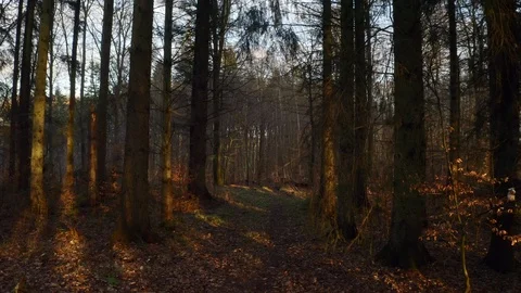 Denmark forest with footpath Stock Footage 103214497