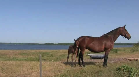 Denmark - Jutland Видео 21801498