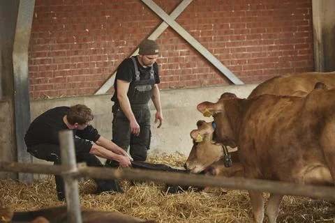 Denmark, Ringkobing, May 3, 2024: Danish farmers help a cow give birth to a calf Stock Photos