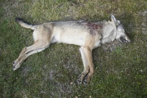 Denmark shoots problem wolf, Oksbol - 14 Aug 2026 Stock Photos