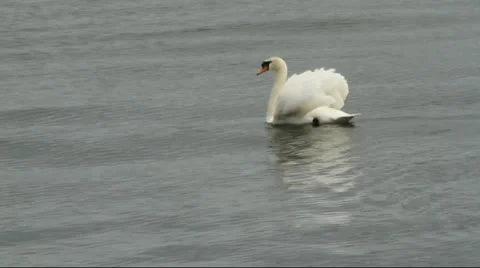 Denmark - Swan shows off Stock Footage 22029606