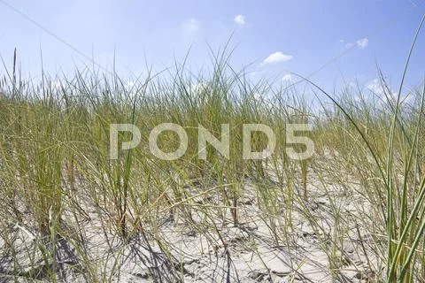 Denmark, Vrist, View Of Sand Dunes With Grass